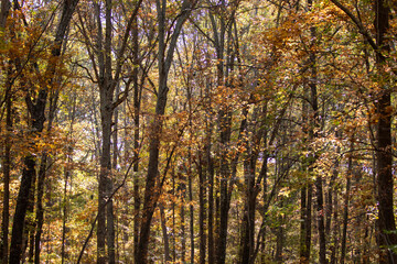 autumn in the forest