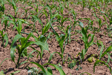 Young corn plants growing on the field on a sunny day. Selective focus