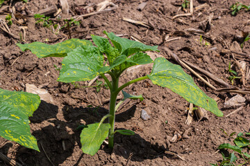 Rows of young sunflower plants on the field early in the spring - selective focus