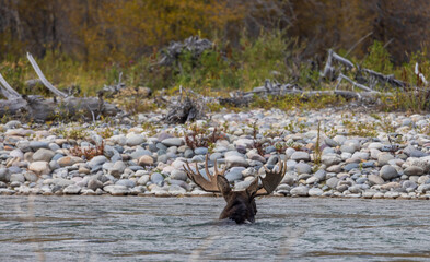 Bull Moose Crossing the Snake River in Grand Teton National Park Wyoming in Autumn