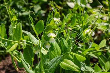 Flowering green peas and beetle pest pea weevil bruchus