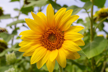 Sunflower with blue sky background