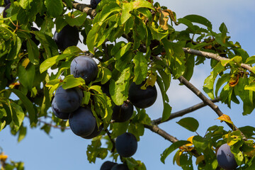 Ripe plums on green branches in the garden. A few fresh juicy round red plum berries with leaves on...