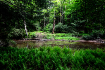 Fototapeta na wymiar Glady Fork stream flowing through pattches of ferns