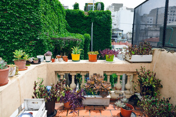 terrace with different types of plants in pots with large wall of climbing plants in background