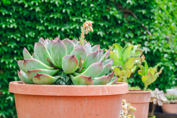 closeup of succulent plant in orange pot with blurred plant texture in background outdoors