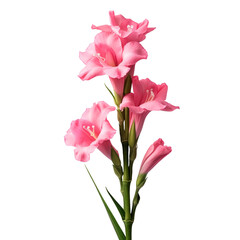Gladiolus isolated on transparent background