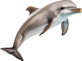 A Playful Dolphin in Action