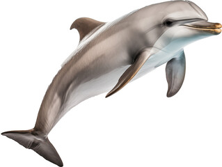 Fototapeta premium A Playful Dolphin in Action