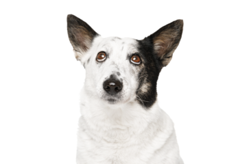 Mongrel black and white dog looking up, isolate.