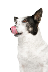 The black and white mongrel dog looks up and licks, isolate.