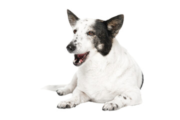 Mongrel dog on white background chewing dog food.