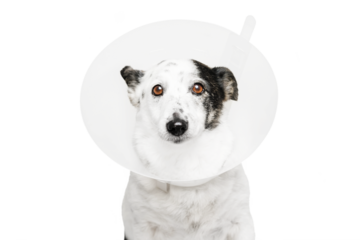 The dog wears a plastic cone, looking pitifully at the camera.