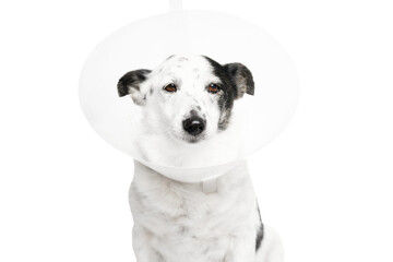 The dog wears a plastic cone, looking pitifully at the camera.