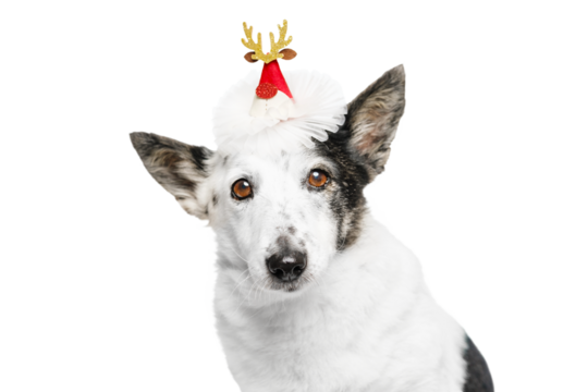 A dog in a Christmas hat looks at the camera. - Powered by Adobe