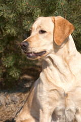 Handsome young blonde Labrador Retriever is sitting, waiting