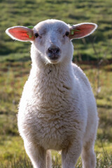 Sturdy lamb