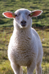 Obraz premium Sturdy lamb