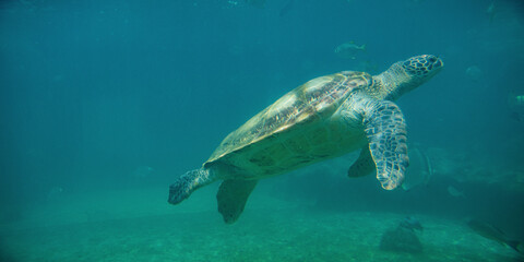 Obraz premium Tortue de mer