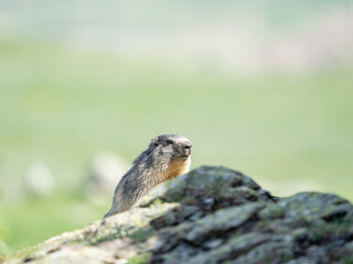 A small squirrel is seen peeking over the edge of a rock or ground, with its face partially obscured by an unidentifiable blurred object. The background is filled with a soft focus of greenery indicat