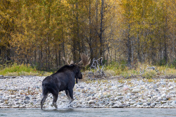 Bull Moose Crossing the Snake River in Grand Teton National Park Wyoming in Autumn