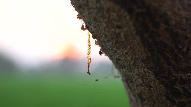 Tree Cell Sap Or Tree Gum flowing out of tree bark