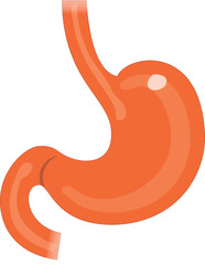 Fototapeta premium Anatomy of human kidney illustration