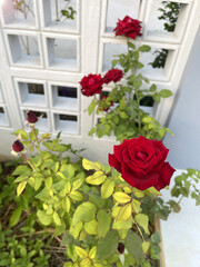 Fototapeta na wymiar Beautiful crimson red roses along the fence