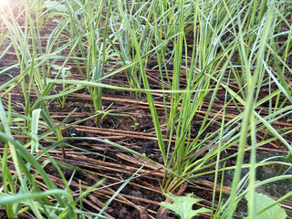 Plants and vegetables grown in the home garden
