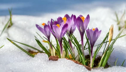  purple crocus flowers bloom in spring breaking through the snow © Debbie