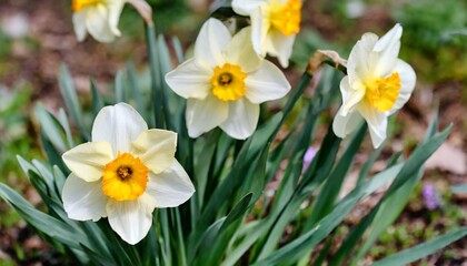 spring flowers close up of daffodil flowers blooming in a garden