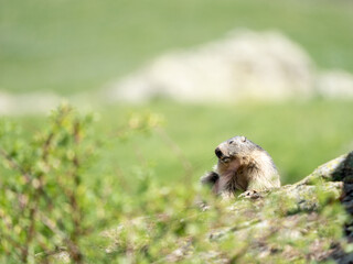 A small squirrel is seen peeking over the edge of a rock or ground, with its face partially obscured by an unidentifiable blurred object. The background is filled with a soft focus of greenery indicat