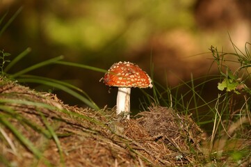 Close view of toadstool (amanita muscaria) in the forest. 