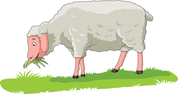 Cute sheep eating grass in a field