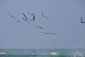 Pelicans are large water birds belonging to the family Pelecanidae.