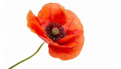 beautiful red poppy flower isolated