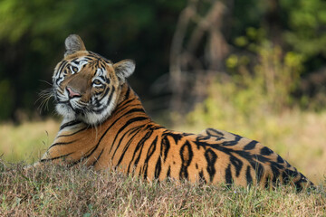 Tigers of Tadoba tiger reserve.