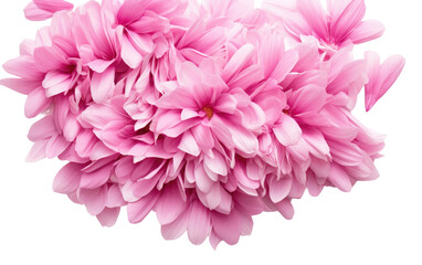Exploring the Delicate Beauty of Pink Aster in a Realistic Photo Isolated on Transparent Background.