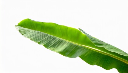 long green leaf on background banana leaf on isolated white background traveler palm leaf