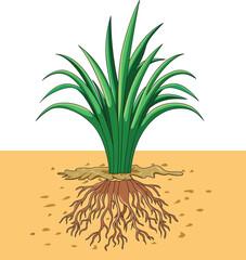  Illustration showing tap root and fibrous root