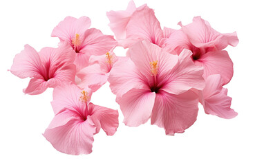 Captivating Pink Hibiscus in a Stunning Real Life Photograph Isolated on Transparent Background.