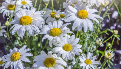Obraz premium floral background of white blooming daisies
