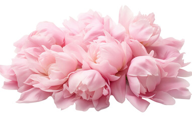 Real Photography Featuring Pink Peonies on a Clean White Canvas Isolated on Transparent Background.