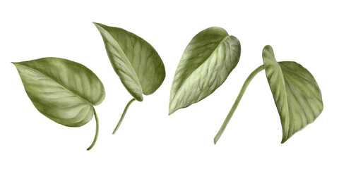 Set of Scindapsus Aureus leaves, Indoor, house plant, Watercolor hand drawn illustration isolated on white background. For your prints, postcards, invitations, patterns.