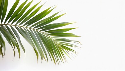 green traveler palm tree leaf isolated on white