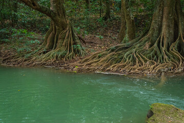 Banyan trees with bizarre roots by river in Chet Sao Noi National Park, Thailand.