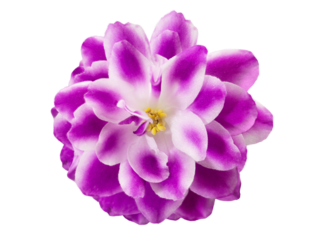 Purple pink violet with petals and stamen on black isolated background. View from above