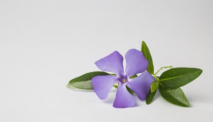 purple flowers of periwinkle periwinkle minor common names lesser periwinkle dwarf periwinkle myrtle creeping myrtle isolated on white background