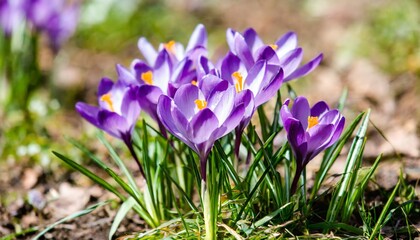 purple crocus flowers bloom in the garden on a sunny spring day