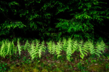 Fern at edge of woods
